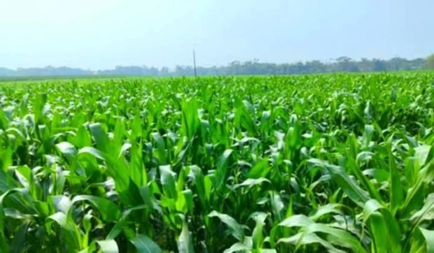 গোয়াইনঘাটে ভুট্টা চাষে সফলতার স্বপ্ন বুনছেন কৃষক