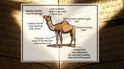 কোরআনের দৃষ্টিতে উট: সৃষ্টির এক অপূর্ব নিদর্শন