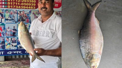 দৌলতদিয়ায় এক ইলিশের দাম সাড়ে ৮ হাজার টাকা!