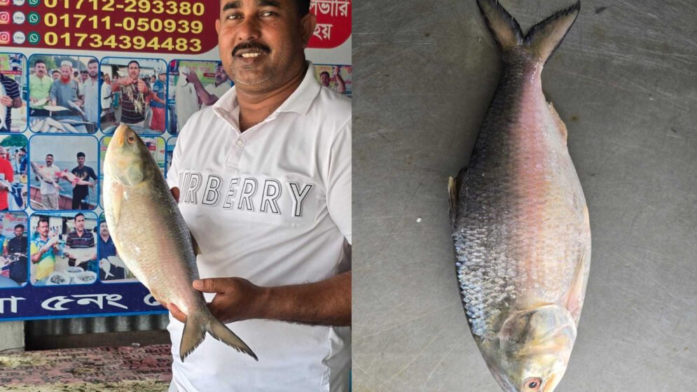 দৌলতদিয়ায় এক ইলিশের দাম সাড়ে ৮ হাজার টাকা!
