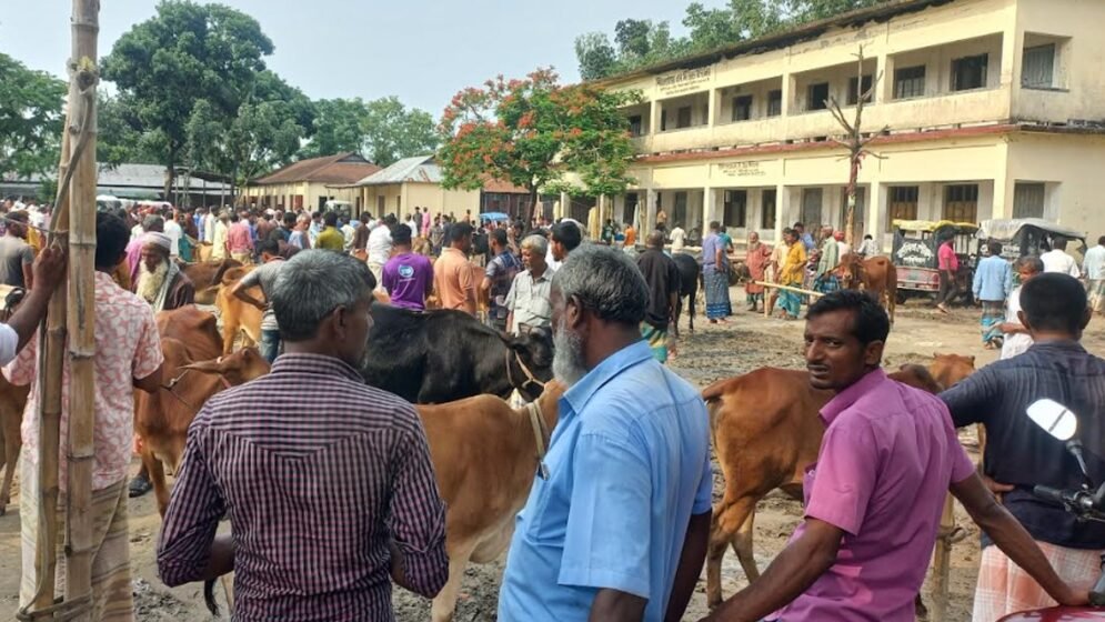 স্কুলের মাঠে গরুর হাট, টিফিনের পর ছুটি