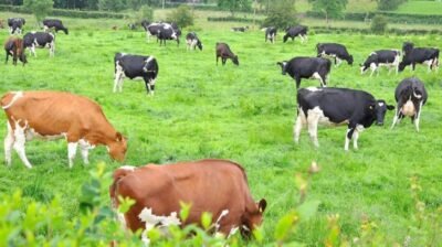 গরুর ঘাস খাওয়াকে কেন্দ্র করে সংঘর্ষ, ৪ গুলিবিদ্ধ