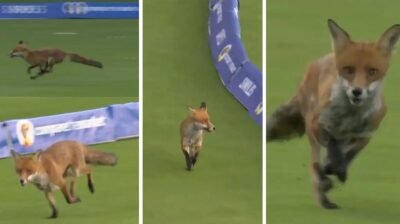 দ্য হান্ড্রেডে উদ্বোধনী ম্যাচে শিয়ালের ‘বিনোদন’