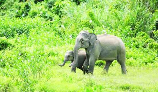 হাতি রক্ষায় রেলওয়ের ৪০ কোটি টাকার প্রকল্প