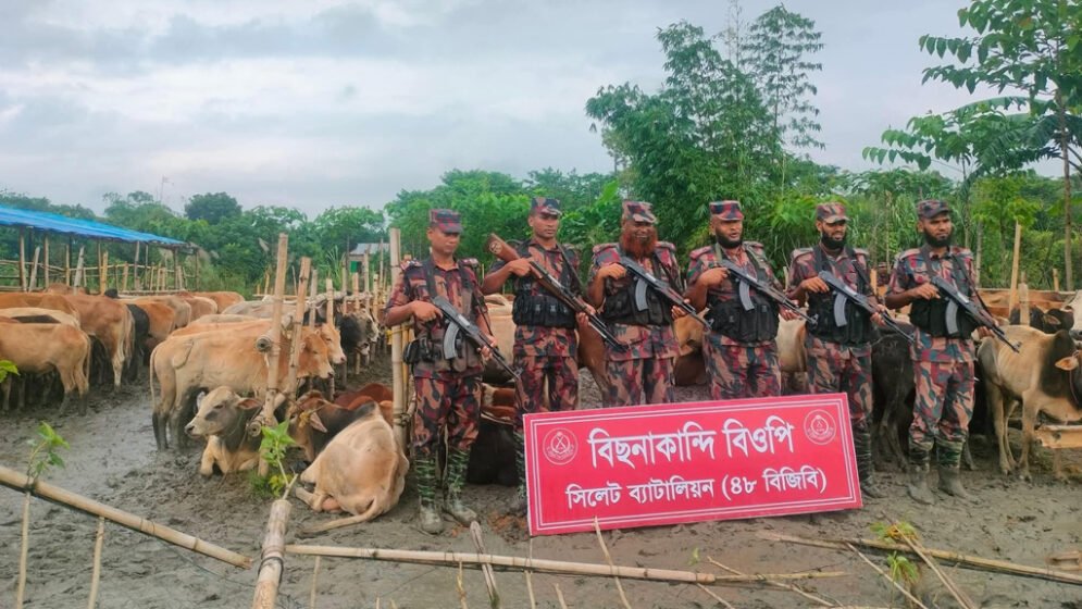 সিলেট সীমান্তে ২৭৯টি ভারতীয় গরু ও মহিষ আটক
