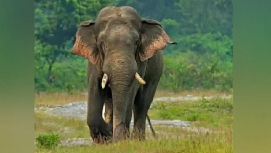 ডুলাহাজারা সাফারি পার্কে হাতির আক্রমণে আহত দুই মাহুত