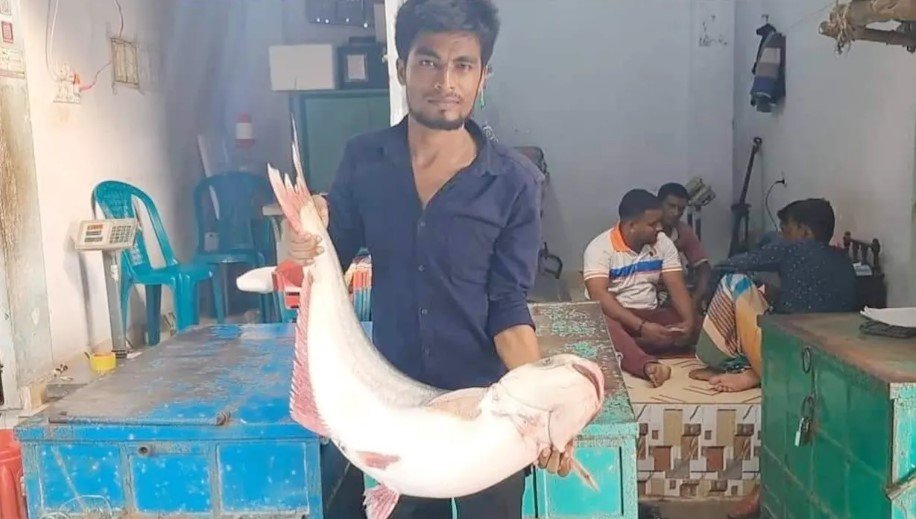 ইলিশের রাজ্যে এবার ঝাঁকে ঝাঁকে পাঙাশ