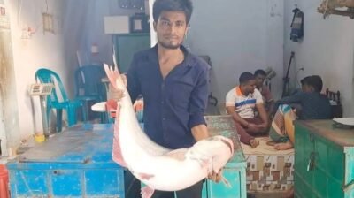 ইলিশের রাজ্যে এবার ঝাঁকে ঝাঁকে পাঙাশ