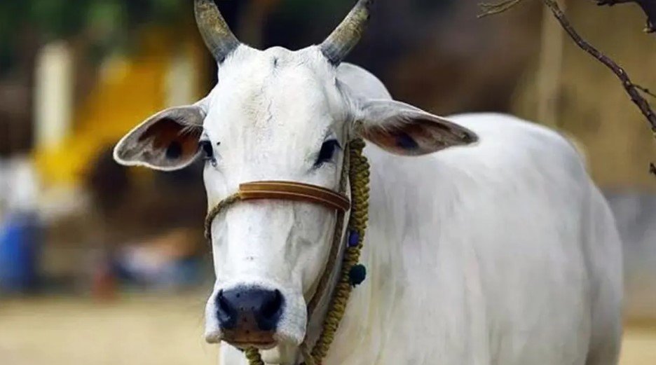 মিরসরাইয়ে প্রাইভেটকারে করে গরু চুরি