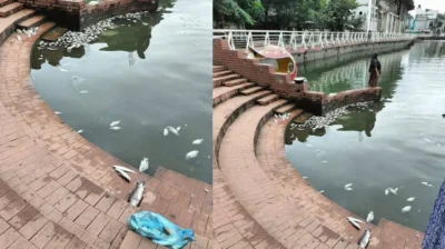 ধোপাদিঘিতে মাছ মরে দুর্গন্ধ ছড়াচ্ছে — ওয়াকওয়ে সাময়িক বন্ধ