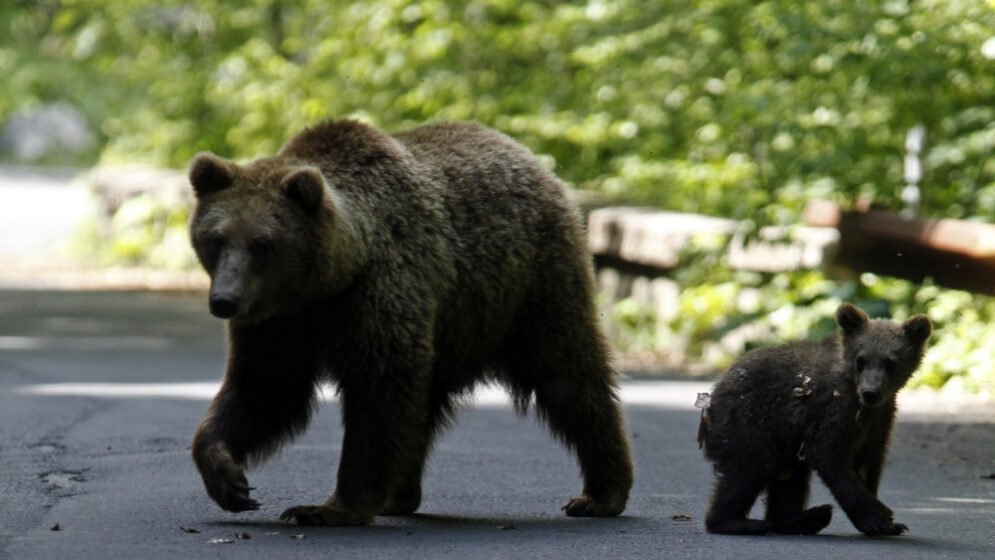 ভালুকের হামলা ঠেকাতে সেনা মোতায়েন