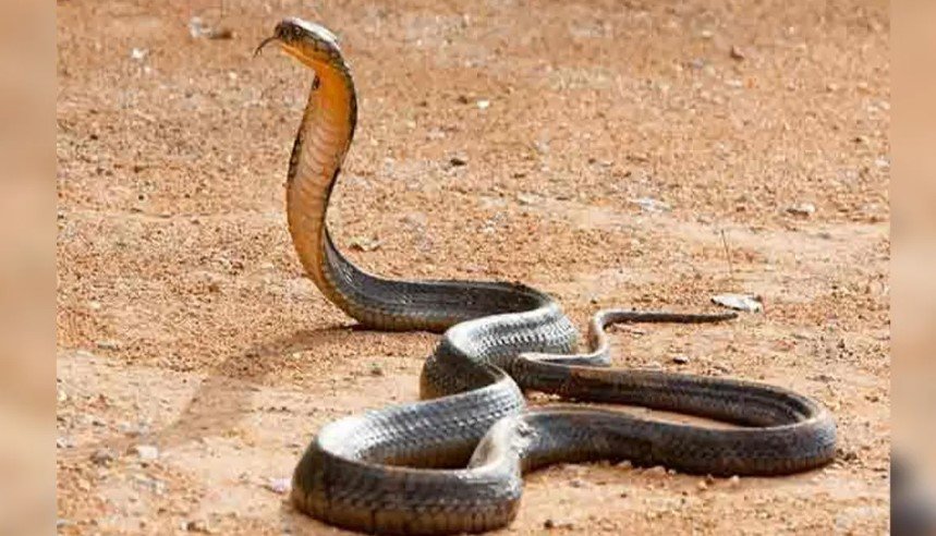 হাসপাতালের ওয়ার্ডে সাপ ঢুকে আতঙ্ক, পরে উদ্ধার