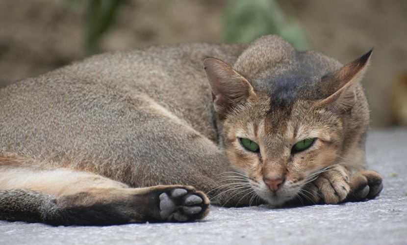 বিড়ালের গলা কেটে হত্যার ঘটনায় নারীর বিরুদ্ধে জিডি