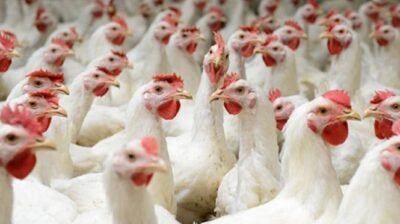 অ্যান্টিবায়োটিকের অপব্যবহারে পোলট্রিতে ‘সুপারবাগ’: ঝুঁকিতে জনস্বাস্থ্য ও পরিবেশ