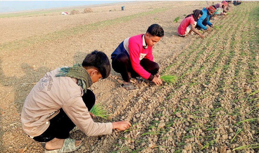 পেঁয়াজ রোপণে শ্রমিক সংকট, মাঠে নেমেছে শিক্ষার্থীরা