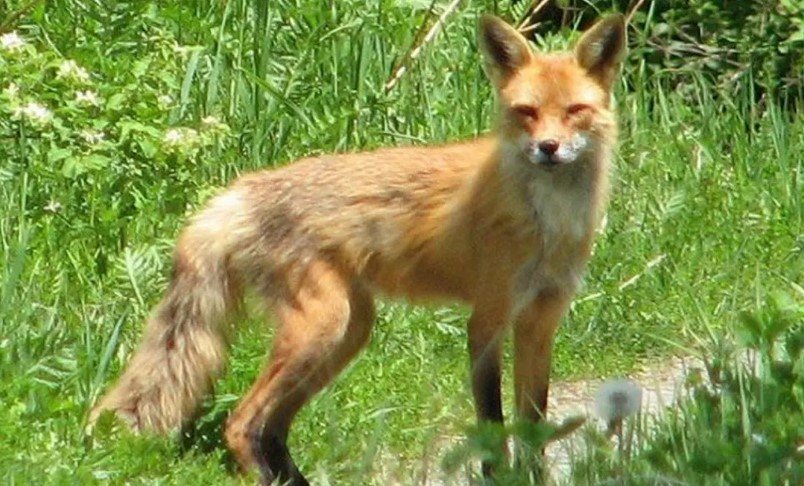 শিয়ালের হামলায় দুই বছরের শিশুর মৃত্যু