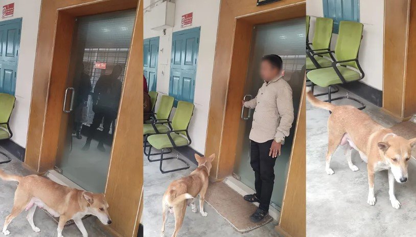 ৮ কুকুরছানা হত্যায় মামলা, বাসভবন ছাড়লেন অভিযুক্ত