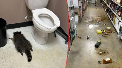 মদের দোকানের টয়লেটে ‘মাতাল র‍্যাকুন’!