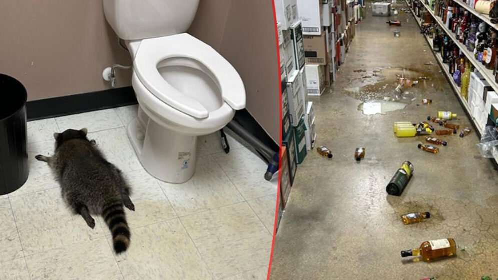 মদের দোকানের টয়লেটে ‘মাতাল র‍্যাকুন’!