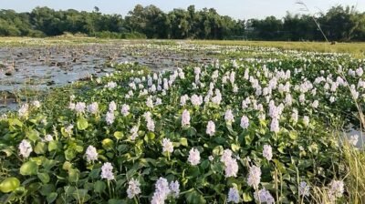 কচুরিপানার আগ্রাসনে হুমকিতে শাপলা বিলের সৌন্দর্য