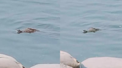 পদ্মা নদীতে কুমিরের উপস্থিতি, আতঙ্কে স্থানীয়রা