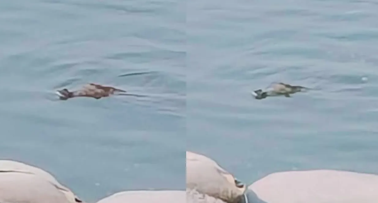 পদ্মা নদীতে কুমিরের উপস্থিতি, আতঙ্কে স্থানীয়রা