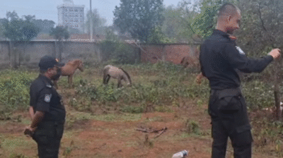 গরুর মাংস বলে ঘোড়ার মাংস বিক্রি, জীবিত উদ্ধার ১১