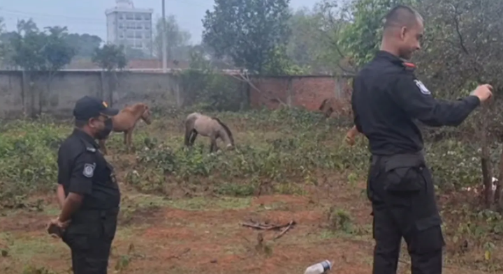 গরুর মাংস বলে ঘোড়ার মাংস বিক্রি, জীবিত উদ্ধার ১১